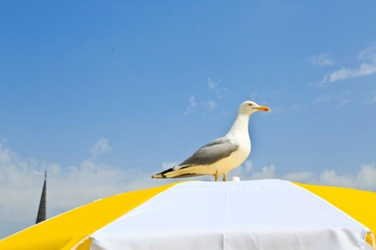 bird standing on a umbrella