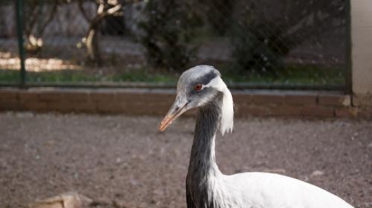 demoiselle crane prince hashem birds garden