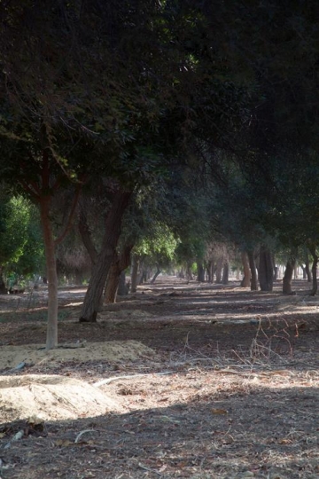 outdoor scene with trees