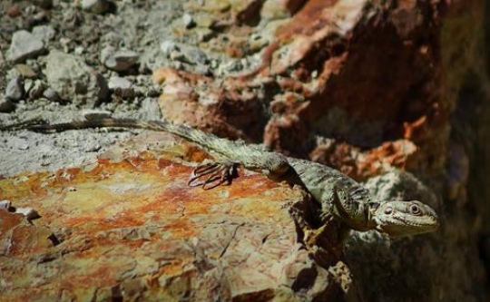 agma lizard on rock in jerash
