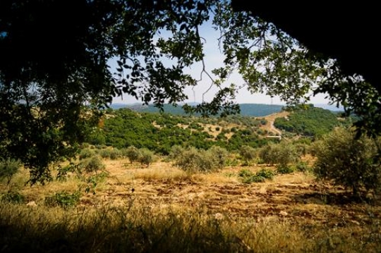 dibeen forest reserve