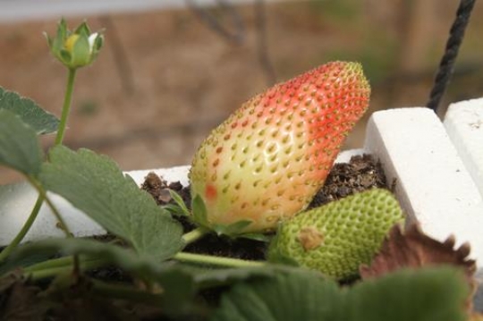 Unripe strawberry