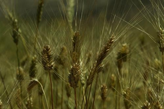 Wheat spikes