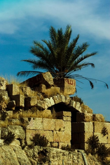 dibeen forest reserve