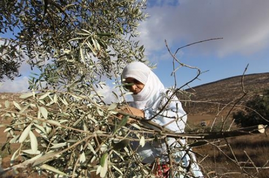 Woman harvested olives