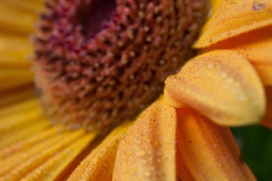 close up of yellow flower with