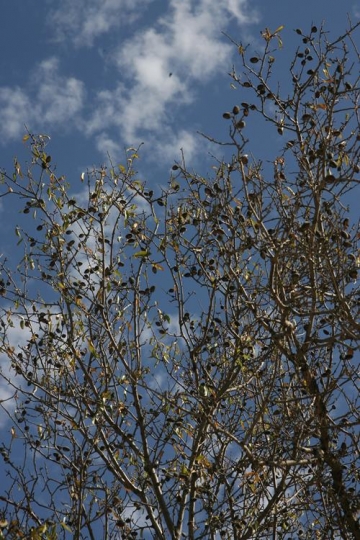 dried almonds on tree