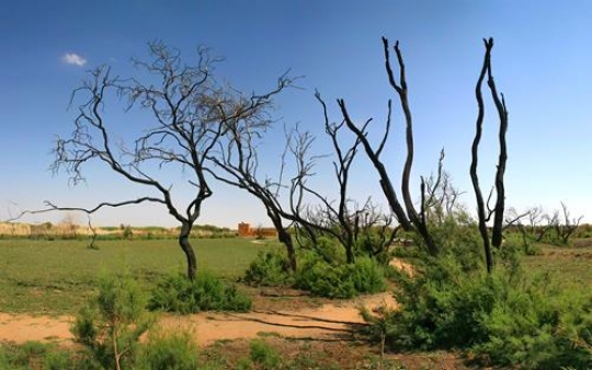 Trees and green land,  Azraq 