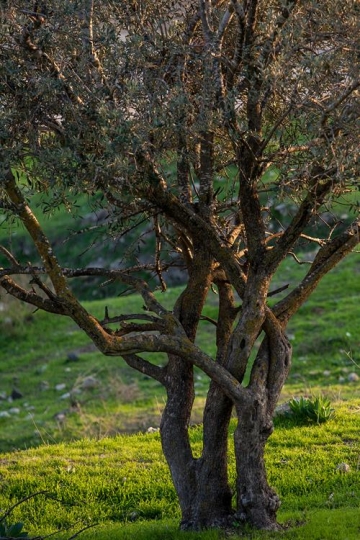 closeup of tree trunk