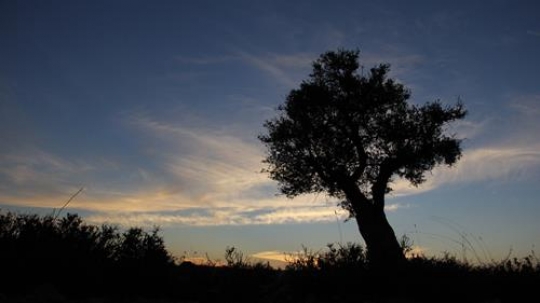 Tree at Sunset