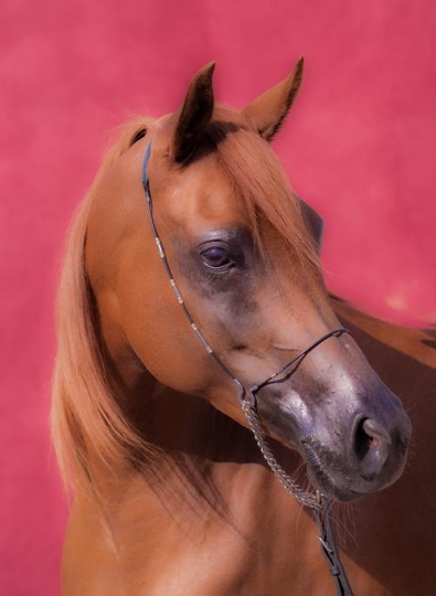 Portrait of Arabian bay horse 
