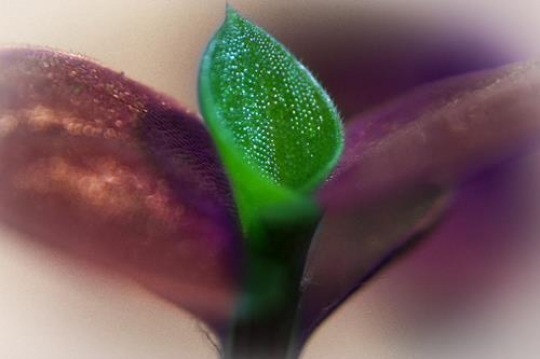 -Closeup of violet plant