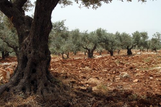 Olive field 