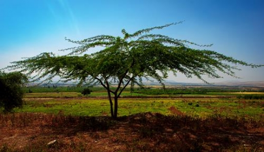 tree in the field on the road 