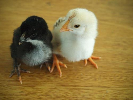 Black and white chicks