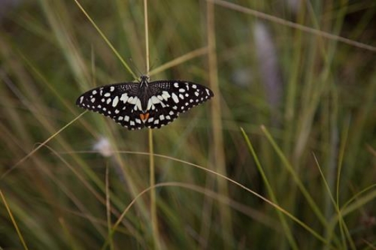 close up of a butterfly on a branch