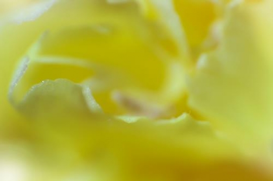 -Yellow rose petals