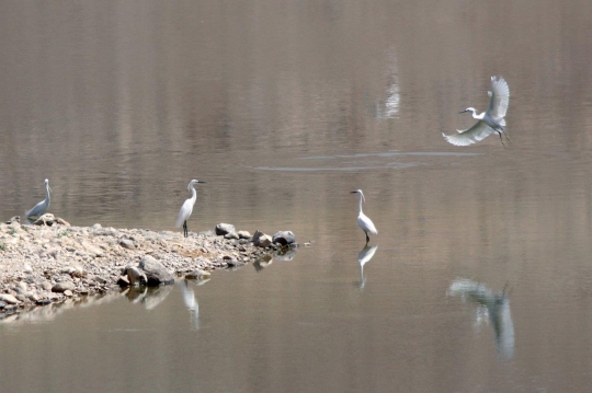 Migratory Birds by the Karama Dam