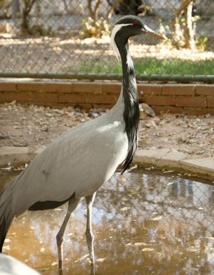 demoiselle crane prince hashem birds garden