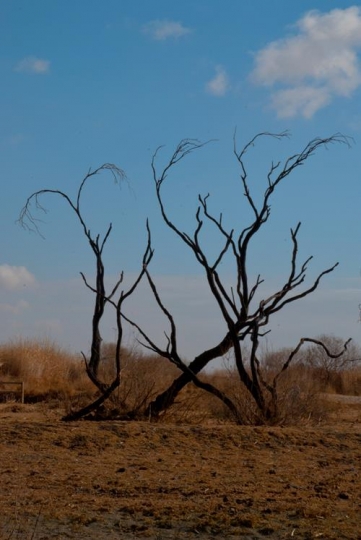 -Azraq Wetland Reserve