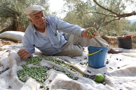 Palestinian man harvesting olives