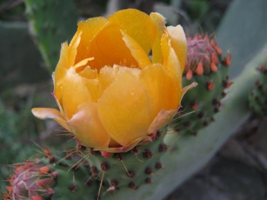 Cactus Flower