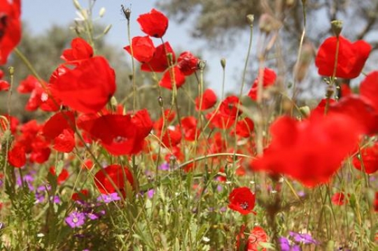 wild anemone flowers