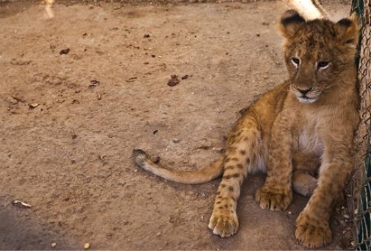 baby tiger in the reserve