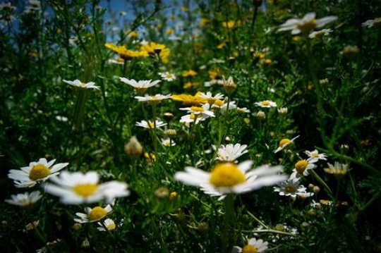 chamomile flower in the field