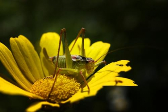 close up of katydid on yellow flower