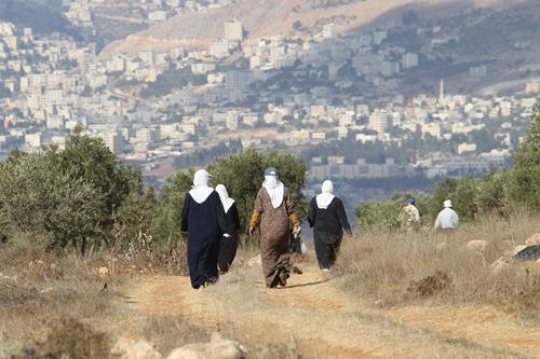 Harvest Continues in Salim Despite Occupation