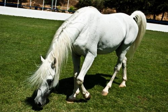 horse grazing in the pasture