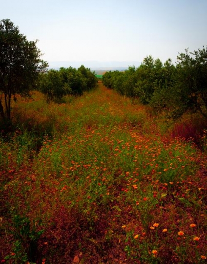 road from amman to jordan valley