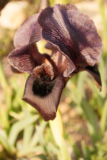 a closeup of black iris flowers
