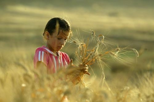 Wheat field