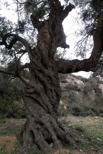 old olive tree