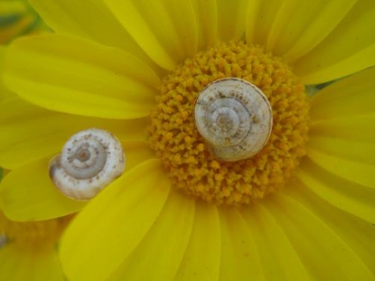 Flower and snail