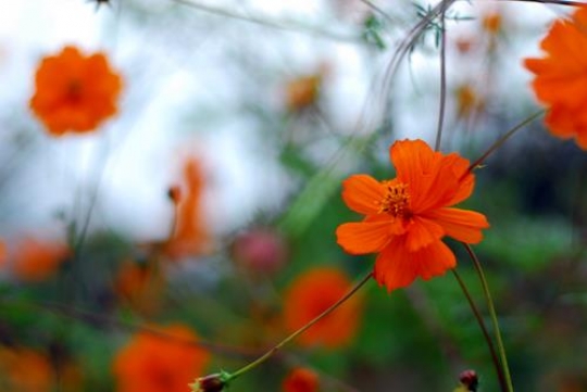 field of a beautiful orange flowers