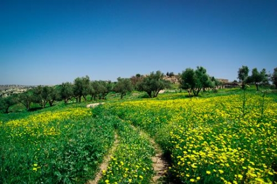 umm qais,gadara city north-west of Jordan