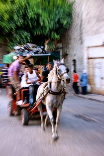 traditional horse and carriage