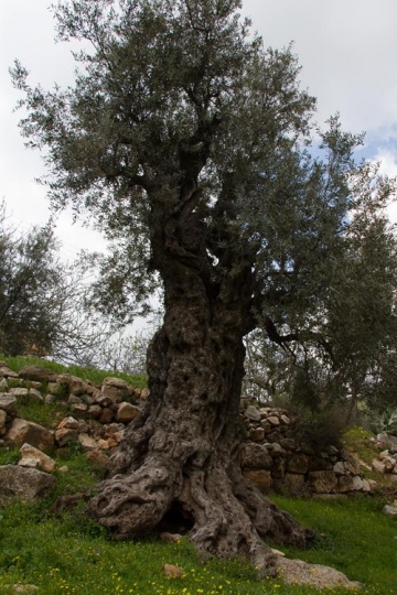 Old Olive Tree in Jordan