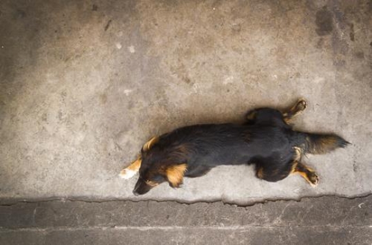 dog sitting on the floor