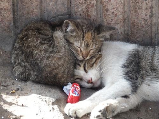 cat with young kitten sleeping in the street