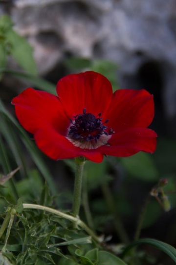 Close up Red Poppy