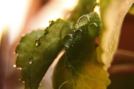 Beautiful green leaves with drops of water 