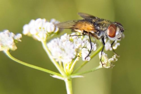 insect fly macro on flower
