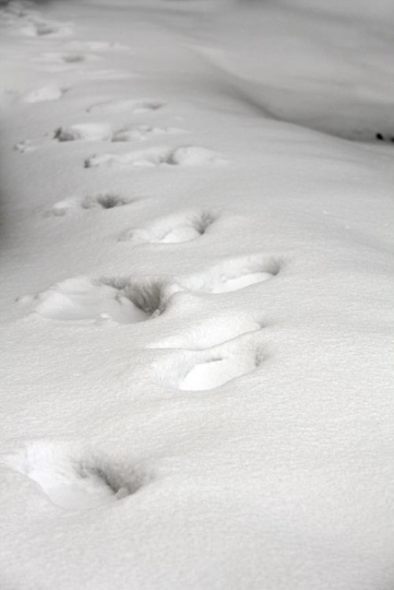 Footsteps in the snow