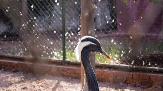 demoiselle crane prince hashem