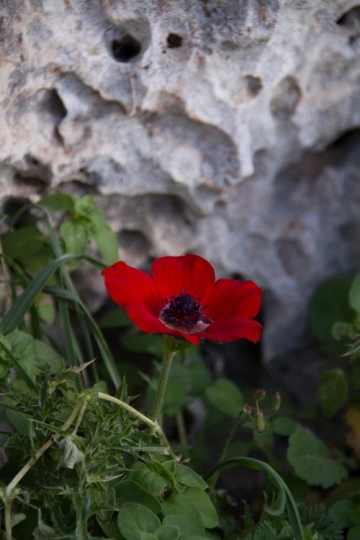 Red Poppy