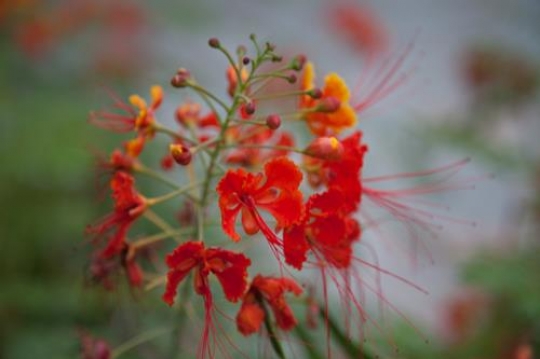 close up of a seasonal red flower